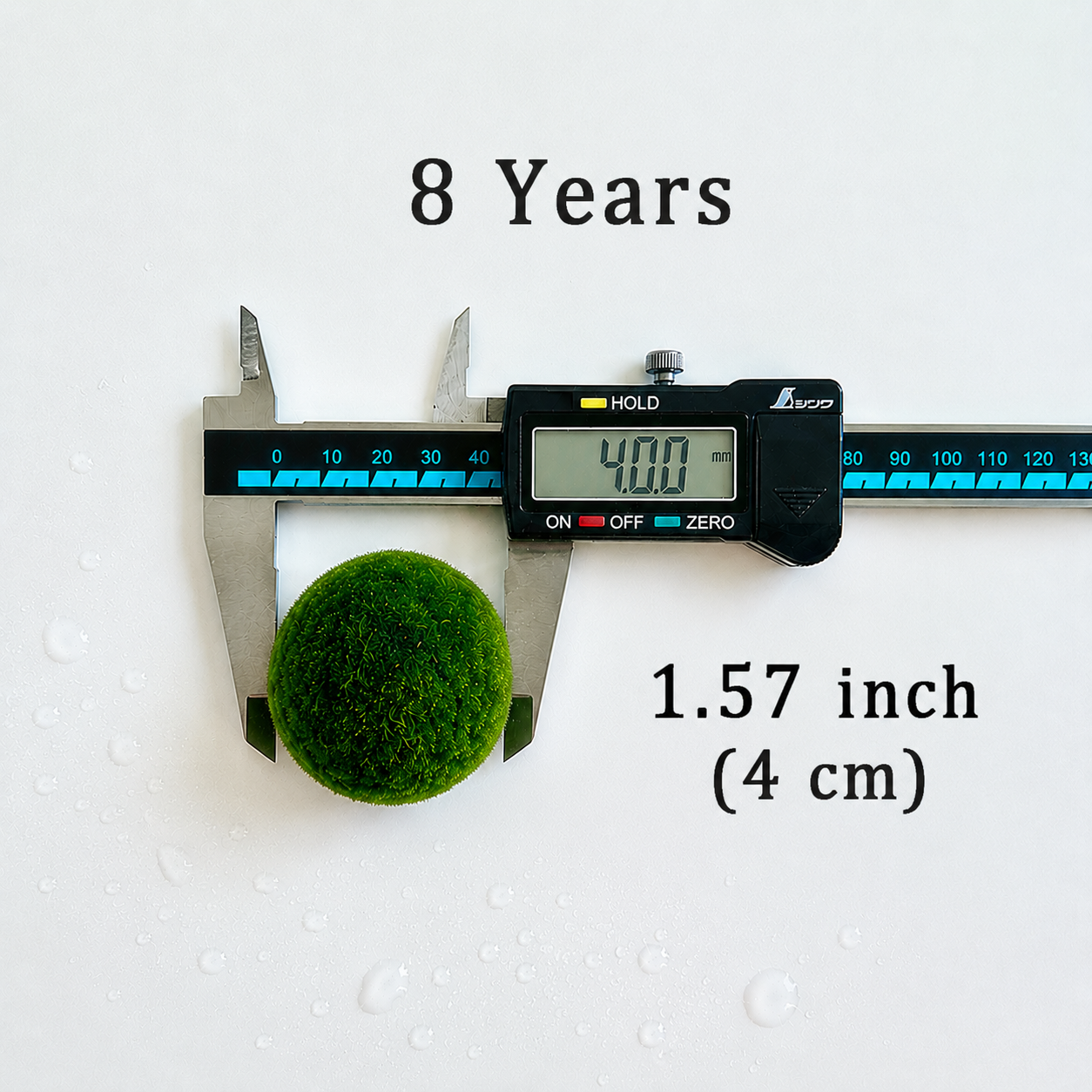 Marimo Moss Balls 8 Year 4.0-4.5cm Wholesale Discounted Price Bulk Sell