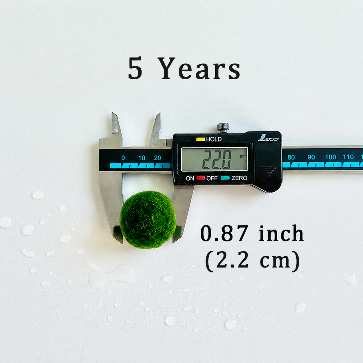 Marimo Moss Balls 5 Year 2.0-2.5cm Wholesale Discounted Price Bulk Sell
