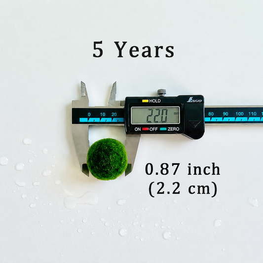 Marimo Moss Balls 5 Year 2.0-2.5cm Wholesale Discounted Price Bulk Sell