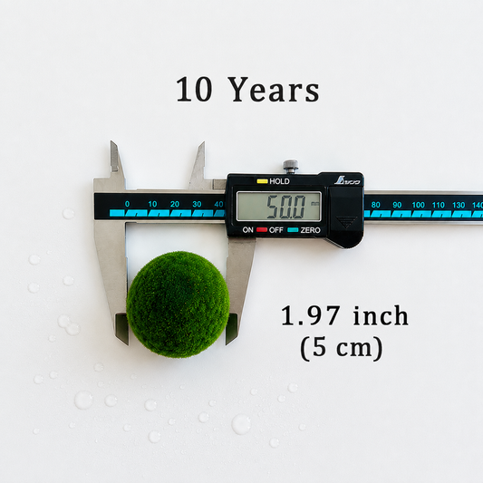 Marimo Moss Balls 10 Year 5.0-5.5cm Wholesale Discounted Price Bulk Sell