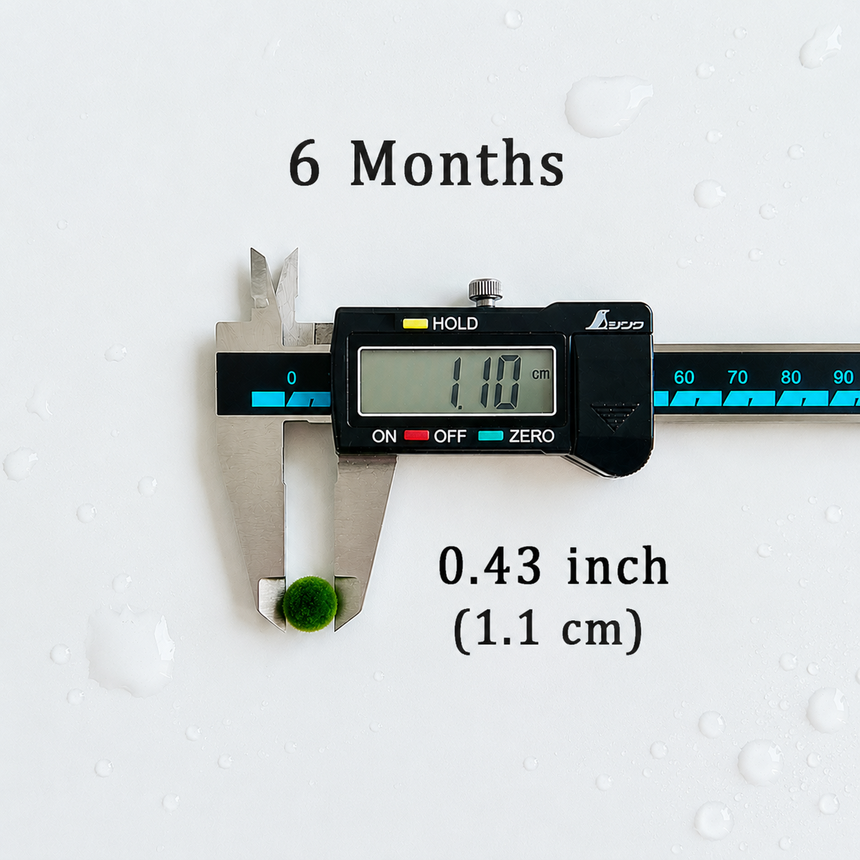 Marimo Moss Balls 6-12 Month 0.8-1.5cm Wholesale Discounted Price Bulk Sell