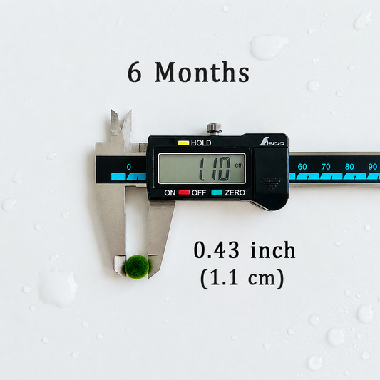 Marimo Moss Balls 6-12 Month 0.8-1.5cm Wholesale Discounted Price Bulk Sell