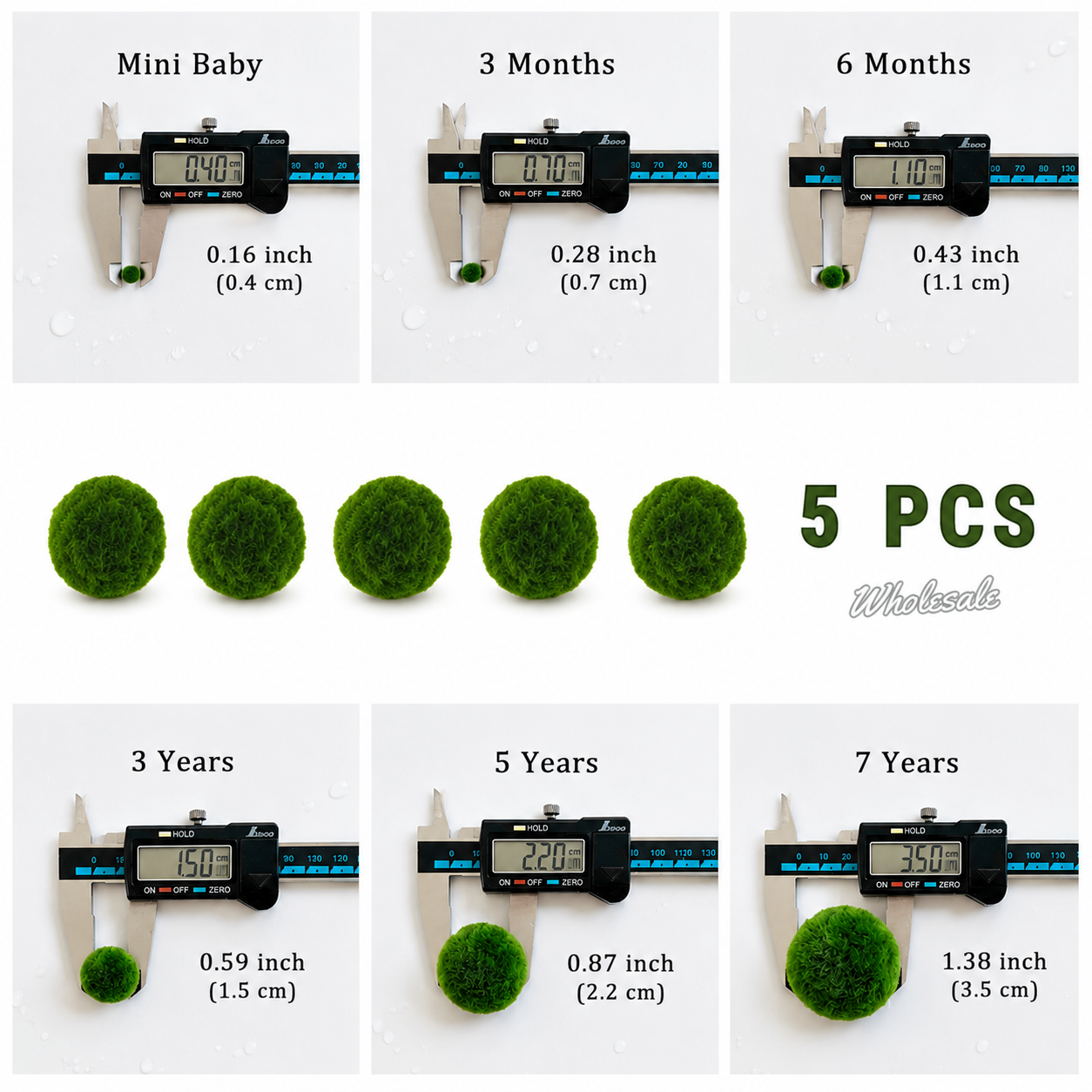 Marimo Moss Balls 3 Year 1.5-1.8cm Wholesale Discounted Price Bulk Sell