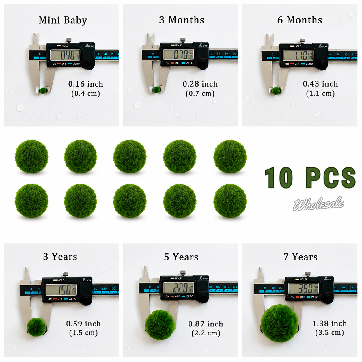 Marimo Moss Balls 3 Year 1.5-1.8cm Wholesale Discounted Price Bulk Sell