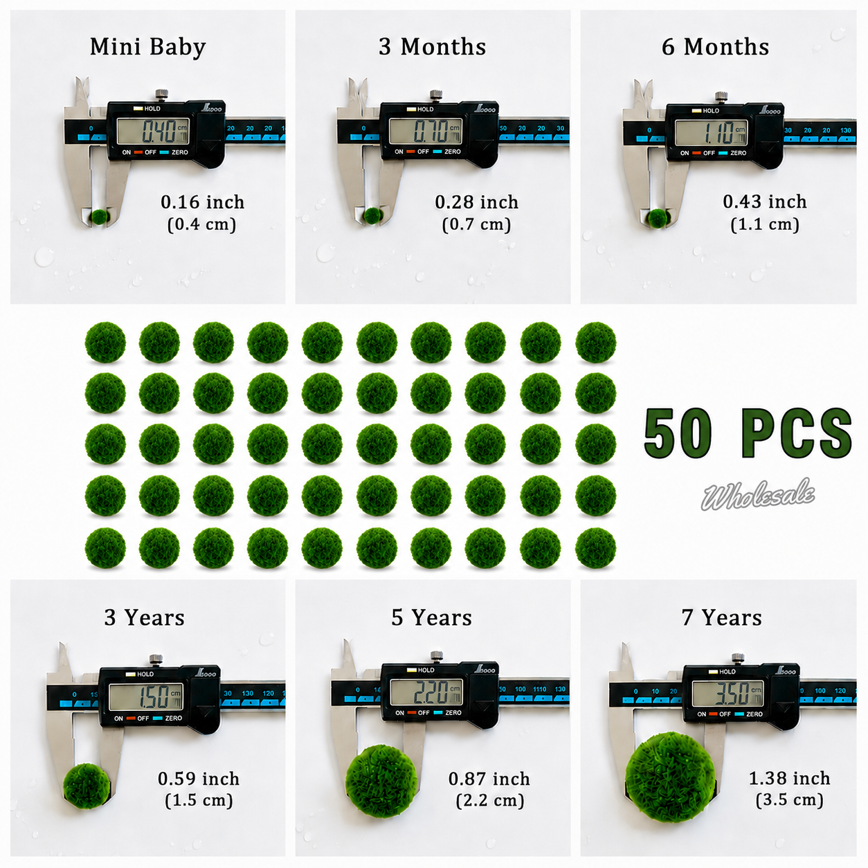 Marimo Moss Balls 3 Year 1.5-1.8cm Wholesale Discounted Price Bulk Sell