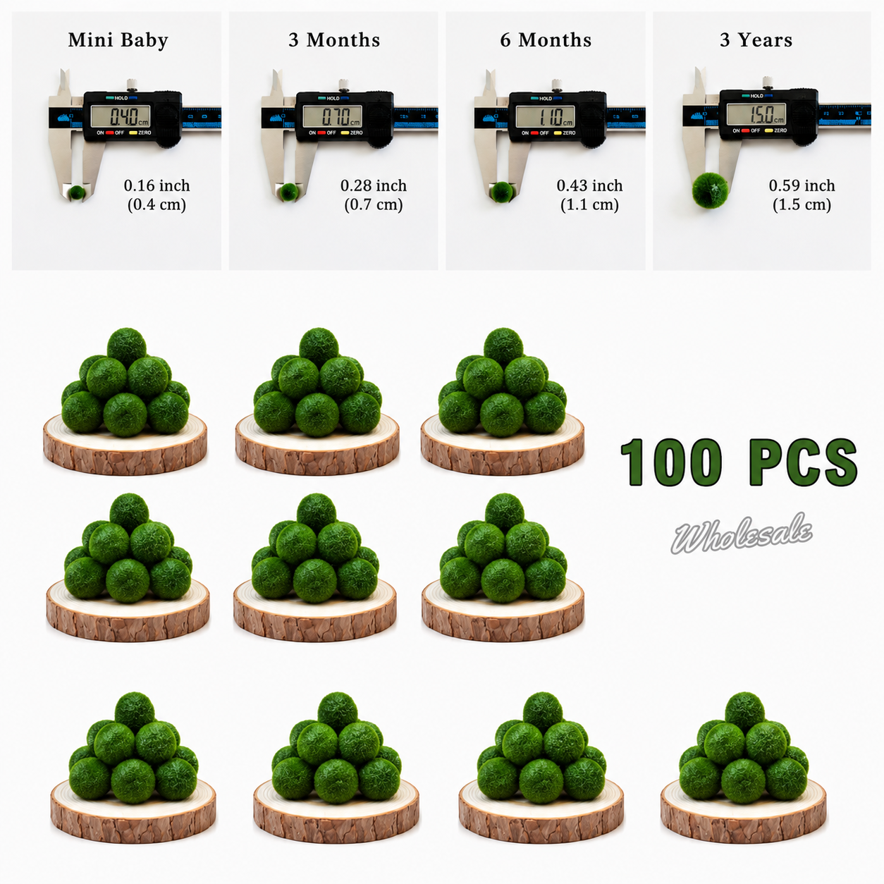 Marimo Moss Balls 3 Year 1.5-1.8cm Wholesale Discounted Price Bulk Sell