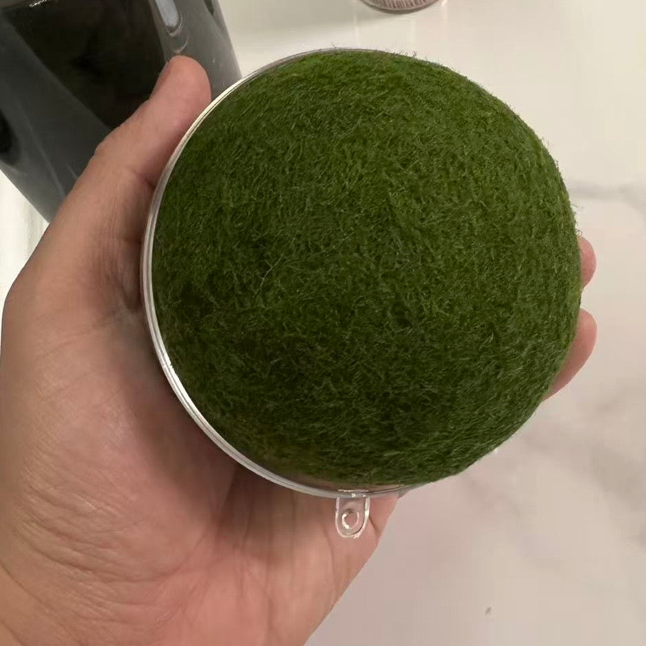 Collector Grade: Pre-order Large Marimo Moss Ball - Round and Grow Slow