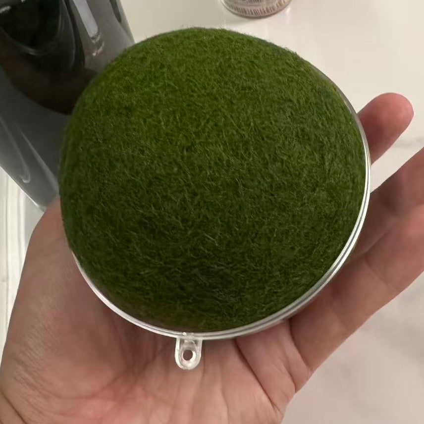 Collector Grade: Pre-order Large Marimo Moss Ball - Round and Grow Slow