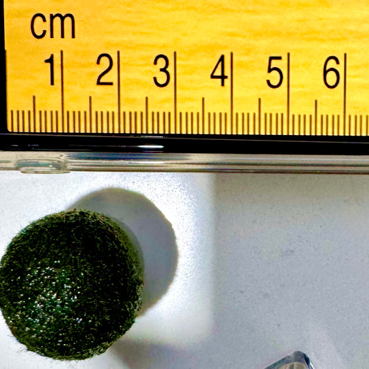 Collector Grade: Pre-order Large Marimo Moss Ball - Round and Grow Slow