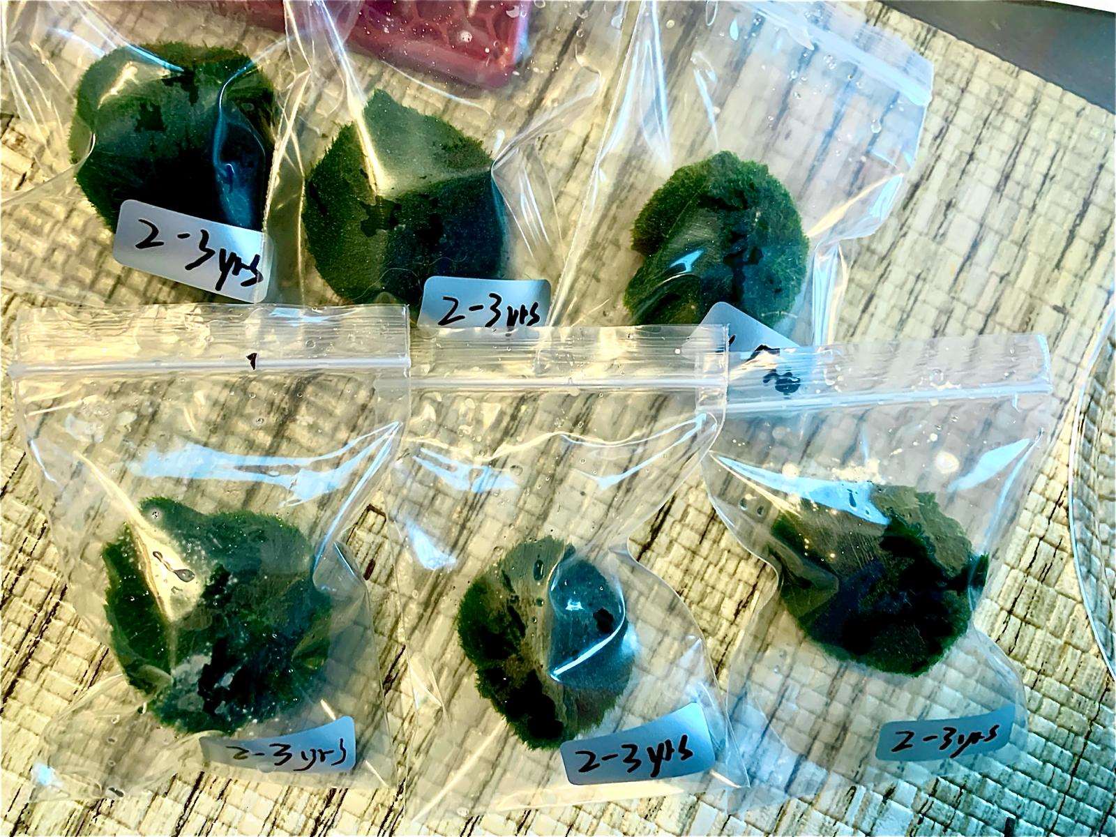 Marimo Moss Balls for Aquarium 3-4cm