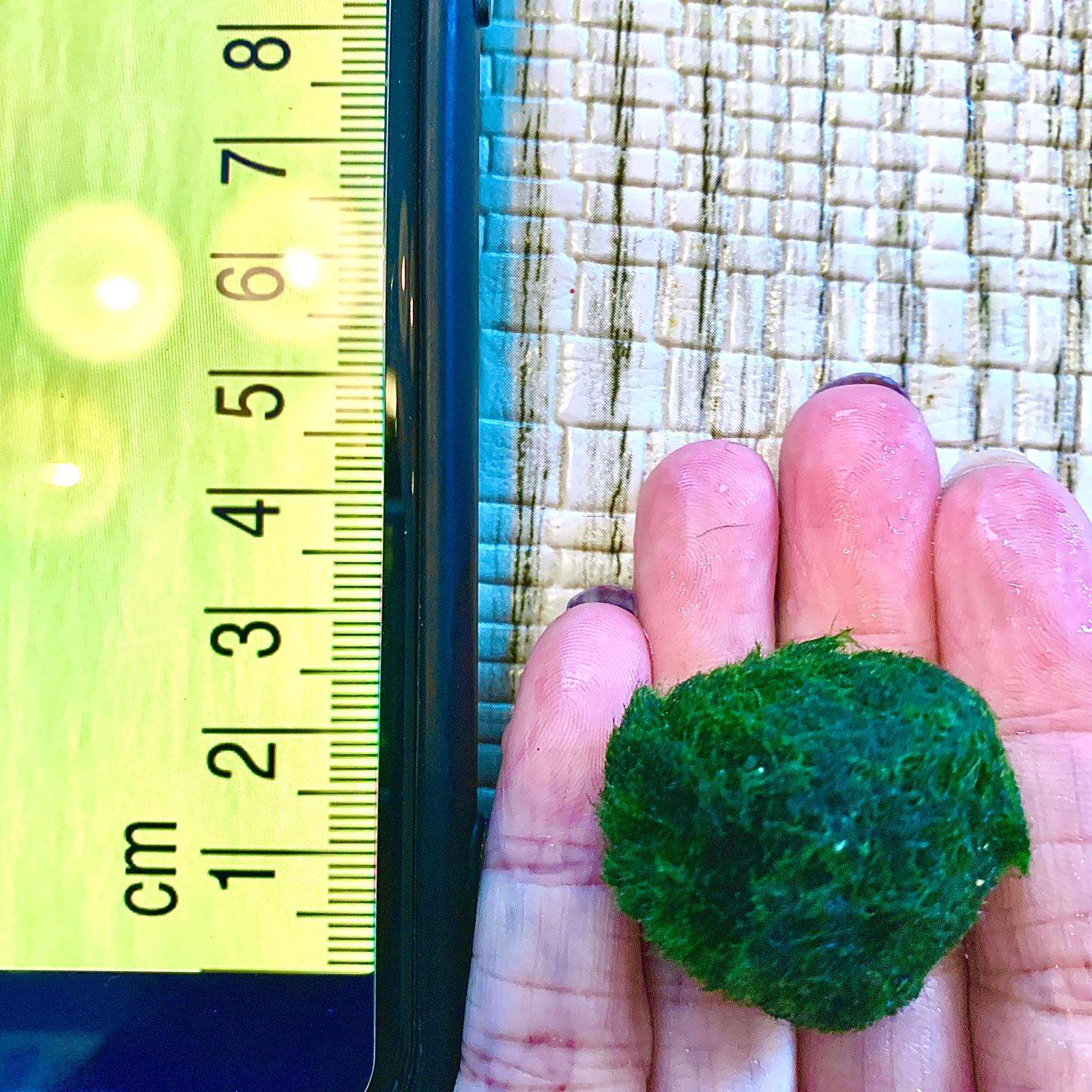 Moss ArtistryMarimo Moss Balls