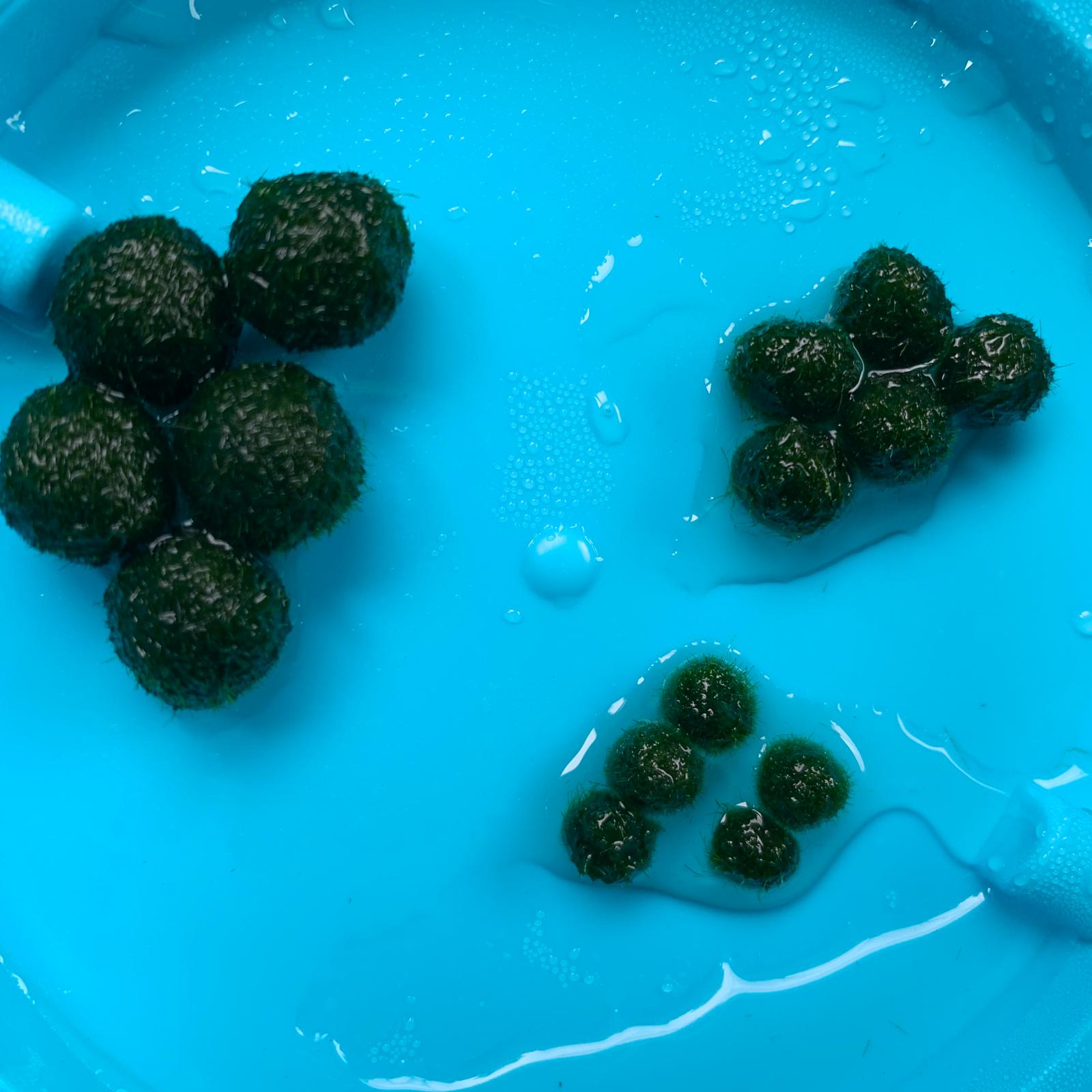 Marimo Moss Balls For Aquarium 3 Month 0.5-0.8cm Marimo Moss Balls: 5/
Marimo Moss Ball, smaller than 1.5cm.

Mini Baby: &lt;0.5cm
3 Month: 0.5-0.8cm
6 Month: 0.9-1.2cm
12 Month: &gt;1.2cm

Grow slowly but for glass terrarium is just p