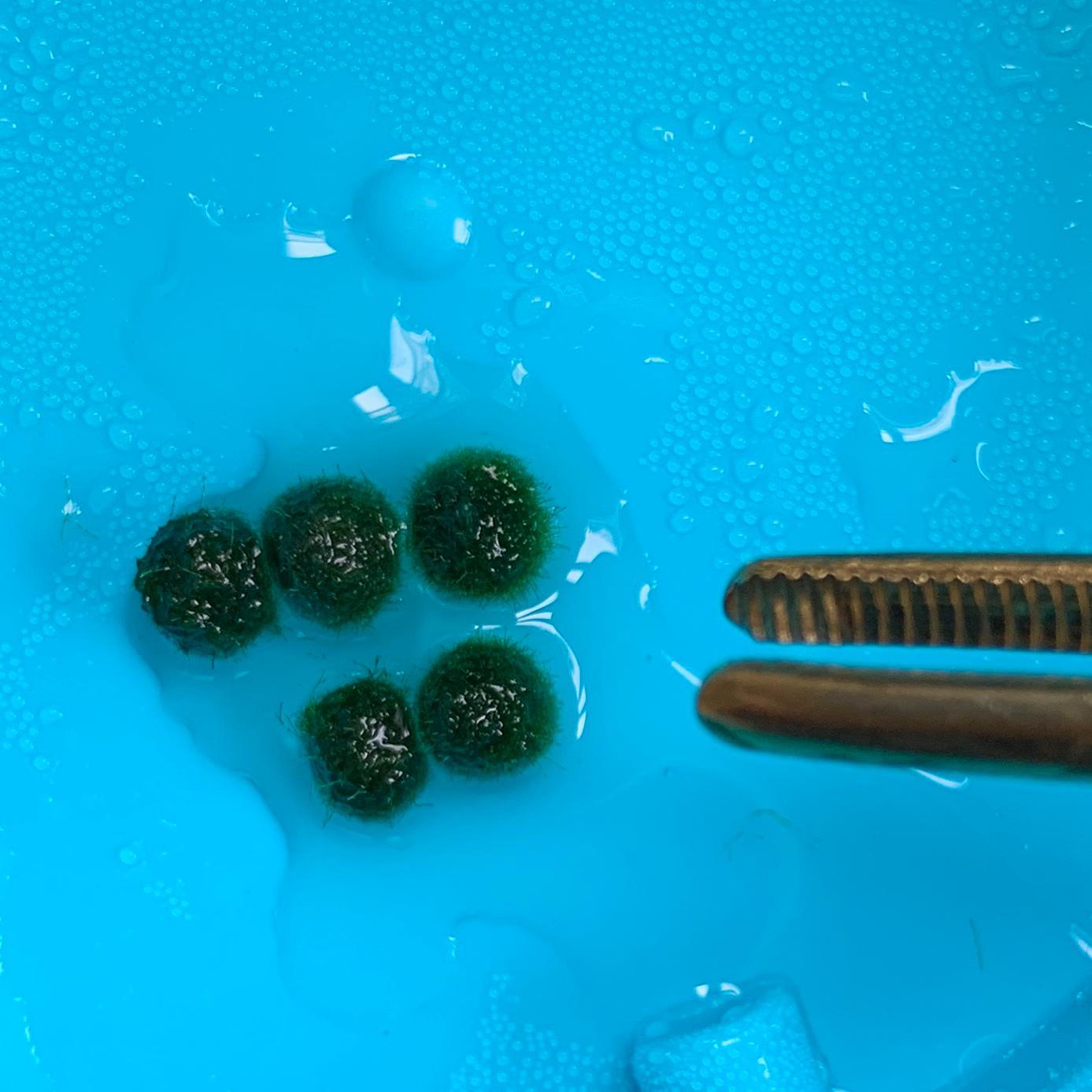 Live Moss Balls Mini Baby 0.3-0.5cm 5/10/20/50PCS Marimo Moss Balls Pe
Marimo Moss Ball, smaller than 1.5cm.

Mini Baby: &lt;0.5cm
3 Month: 0.5-0.8cm
6 Month: 0.9-1.2cm
12 Month: &gt;1.2cm

Grow slowly but for glass terrarium is just p