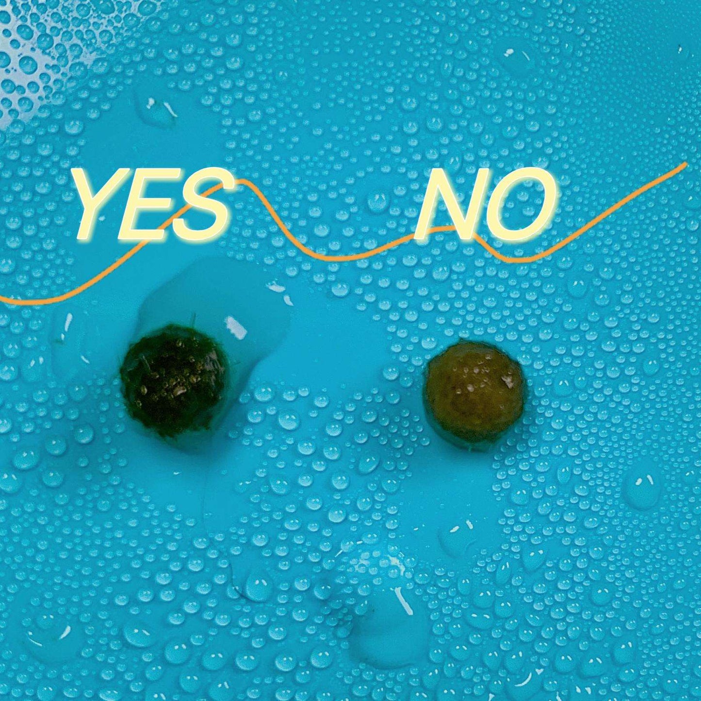 Marimo Moss Balls For Aquarium 3 Month 0.5-0.8cm Marimo Moss Balls: 5/
Marimo Moss Ball, smaller than 1.5cm.

Mini Baby: &lt;0.5cm
3 Month: 0.5-0.8cm
6 Month: 0.9-1.2cm
12 Month: &gt;1.2cm

Grow slowly but for glass terrarium is just p