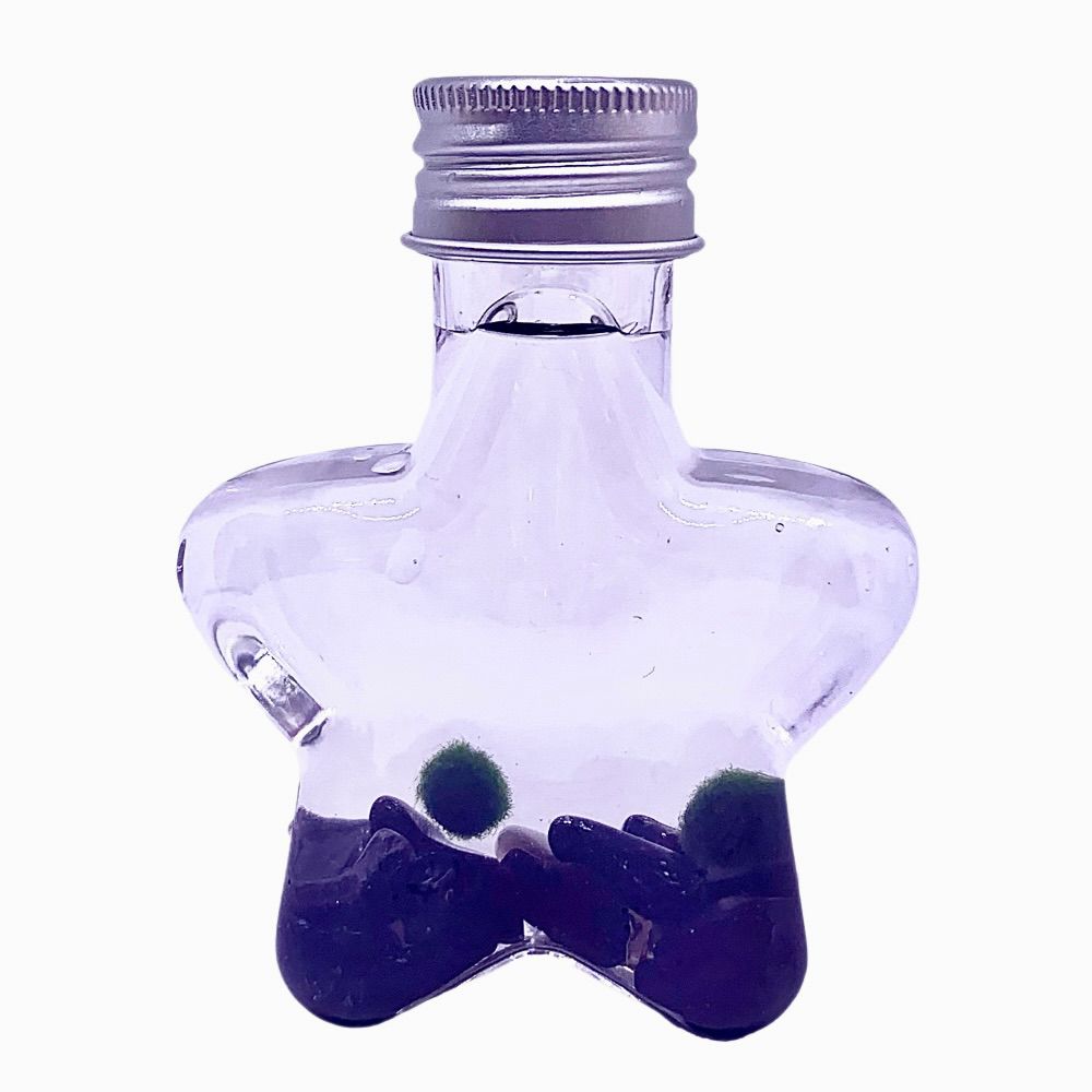 Marimo moss ball kit natural crystal 2PCS gift - Wish Star