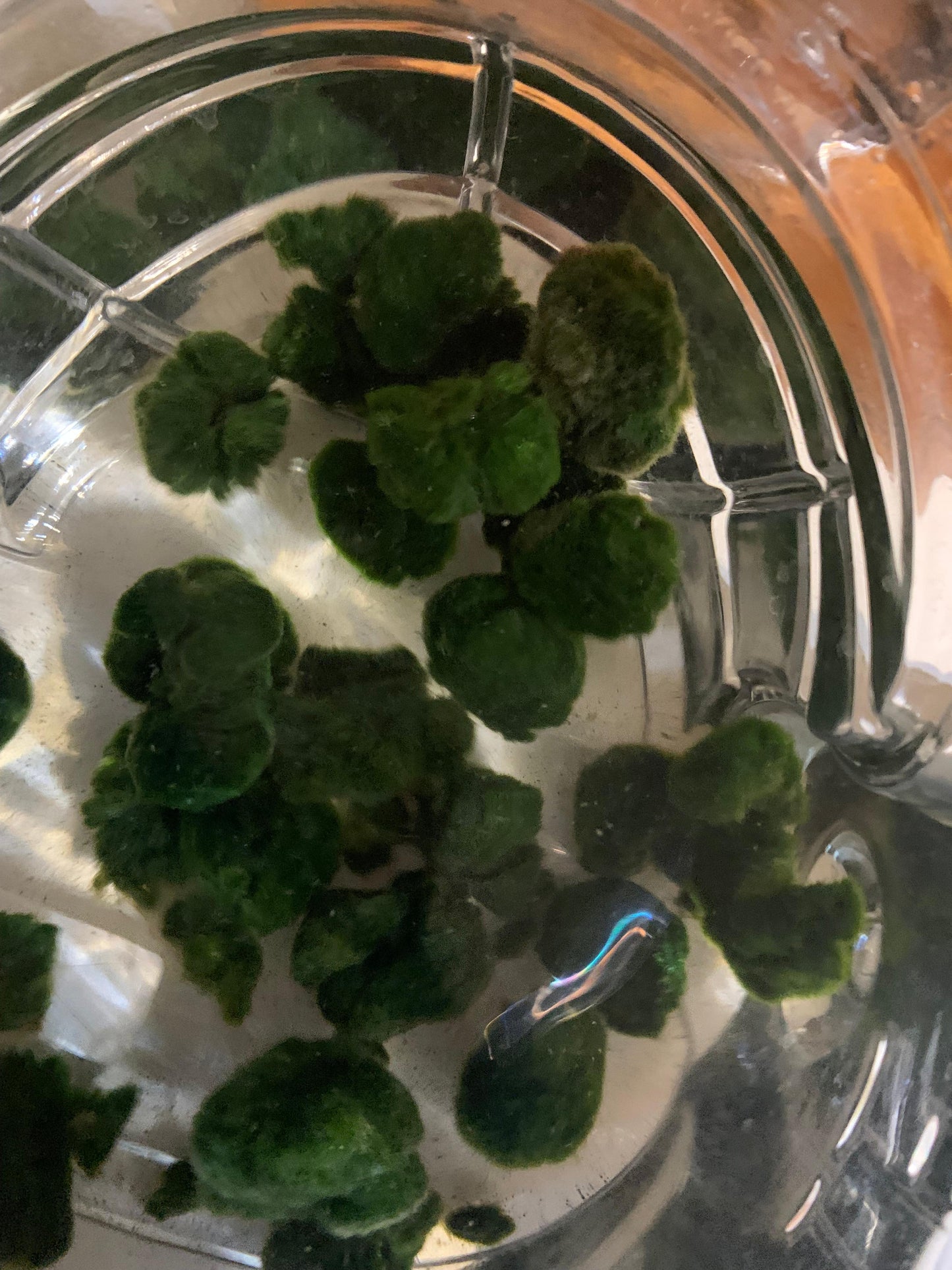 Unshaped Moss Ball Pieces - a bunch