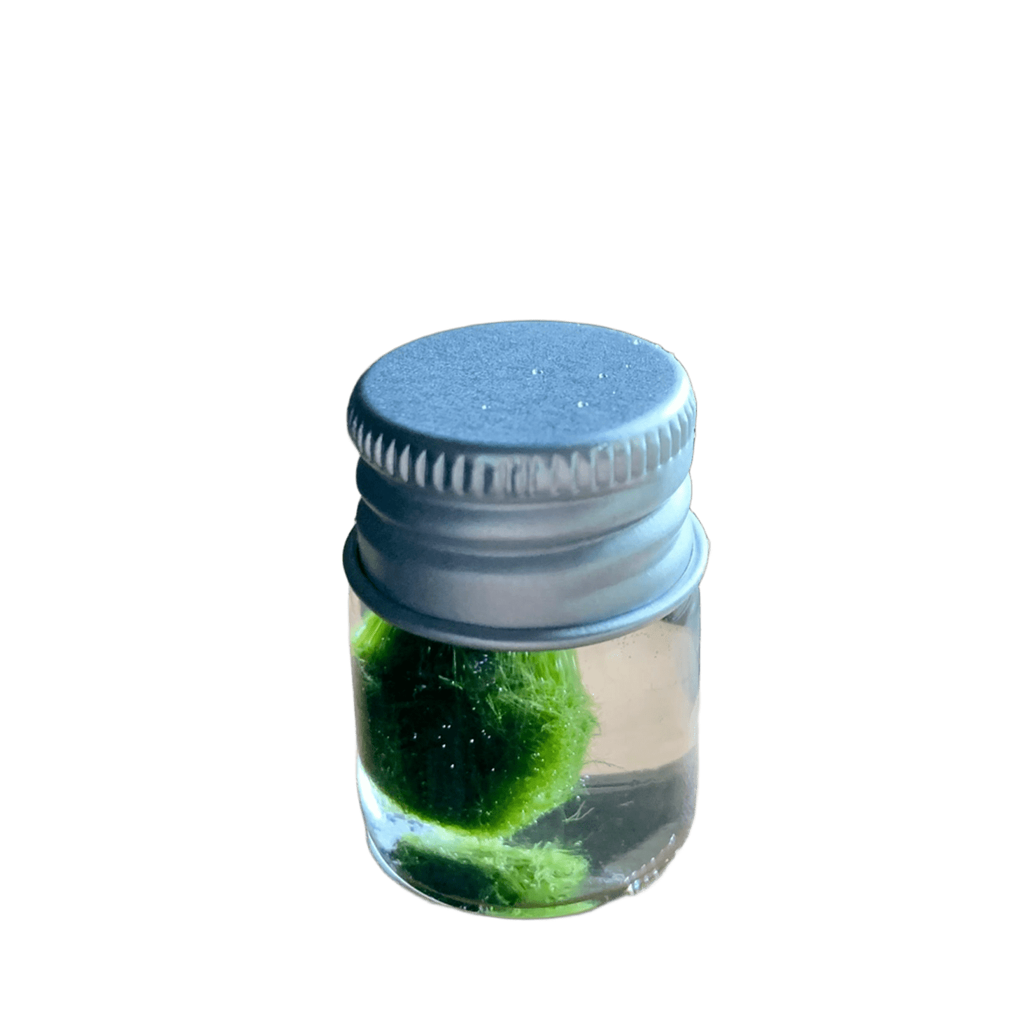 Chubby Marimo Moss Ball Kit Mini Moss Ball Kit