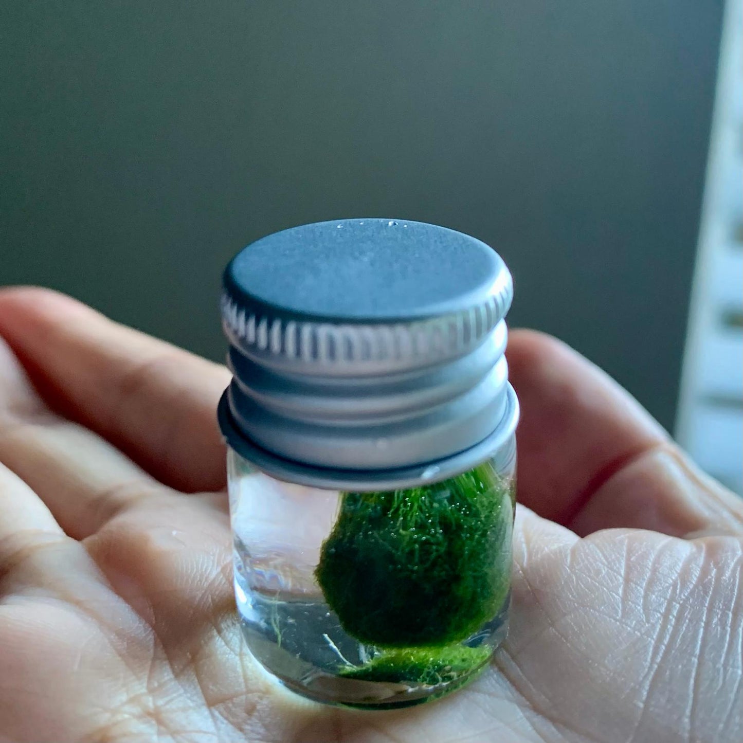 Chubby Marimo Moss Ball Kit Mini Moss Ball Kit