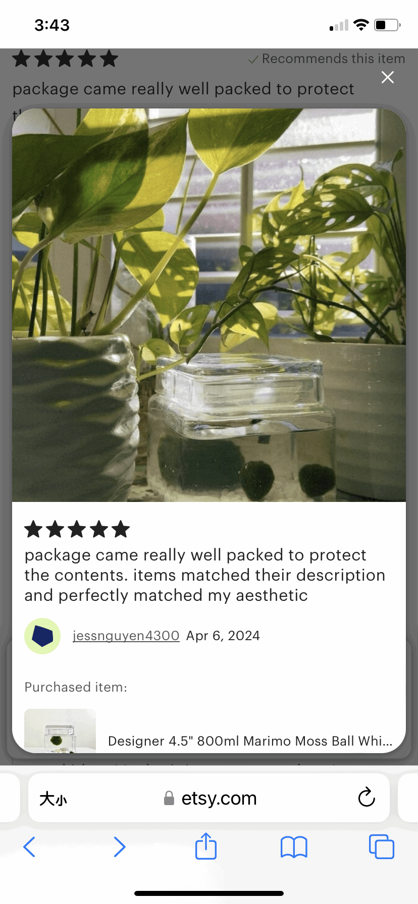 Marimo Moss Ball Aquarium Glass Terrarium Designer 4.5" Home Decor andSpecification:
4.53" Square Glass Terrarium * 1
3-4cm Marimo Live Moss Ball * 1
0.8-1cm Marimo Live Moss Ball * 2
White Pebbles Bag * 1
Name Card and wood stander * 