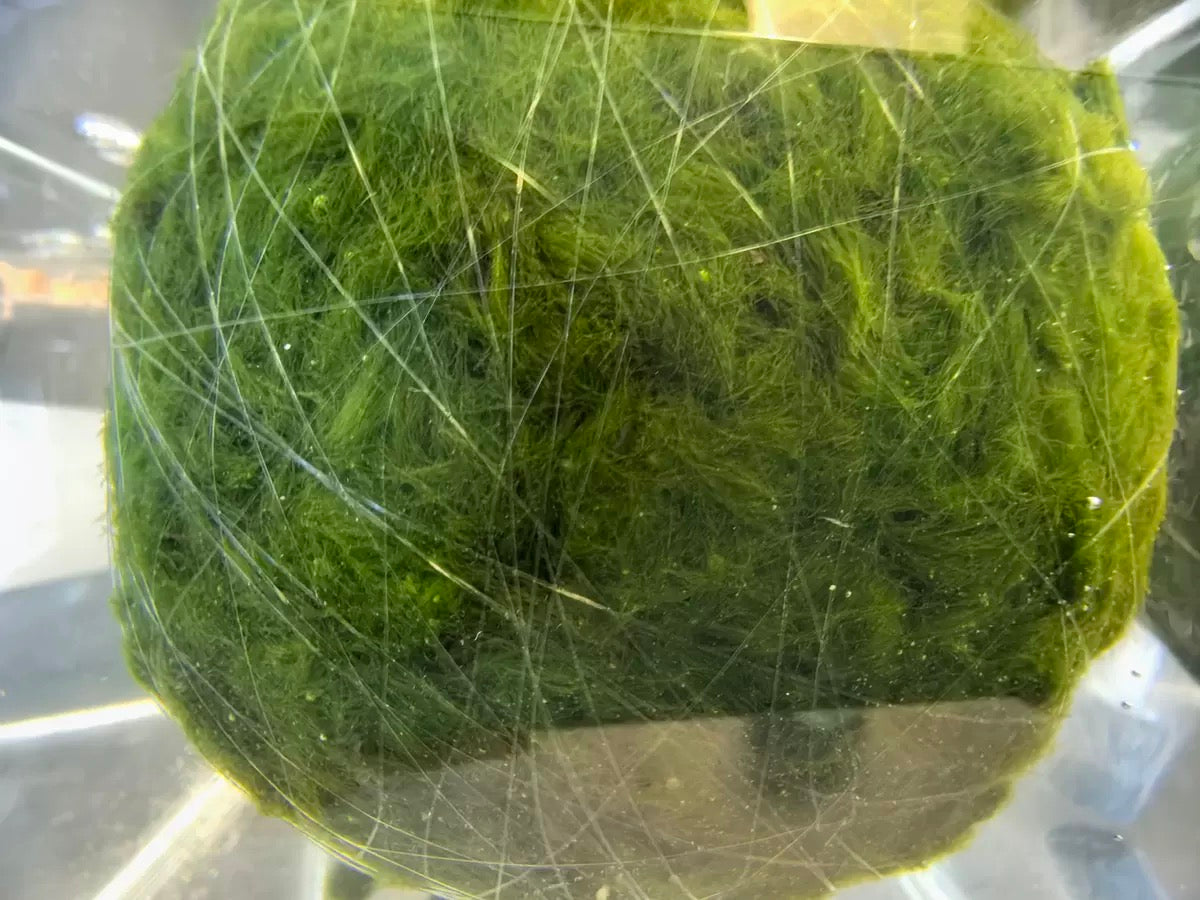 Moss Ball Shape Lines - 125 meters per roll