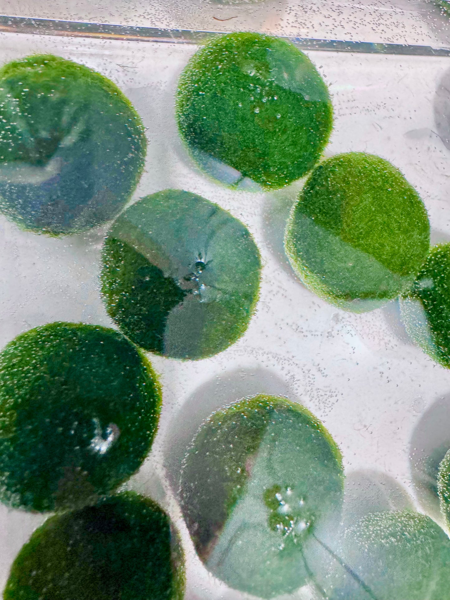 Collector Grade: Pre-order Large Marimo Moss Ball - Round and Grow Slow