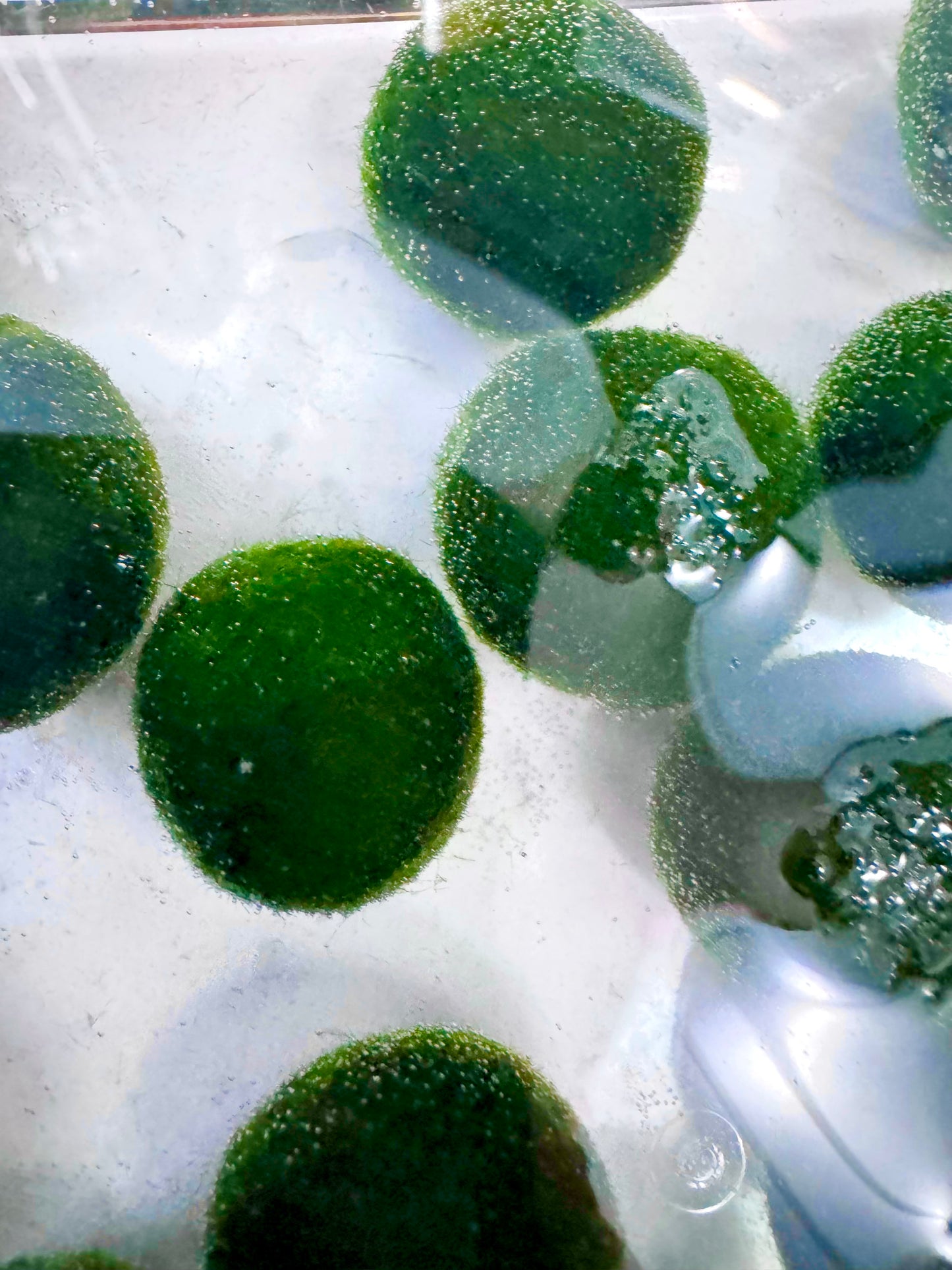 Collector Grade: Pre-order Large Marimo Moss Ball - Round and Grow Slow