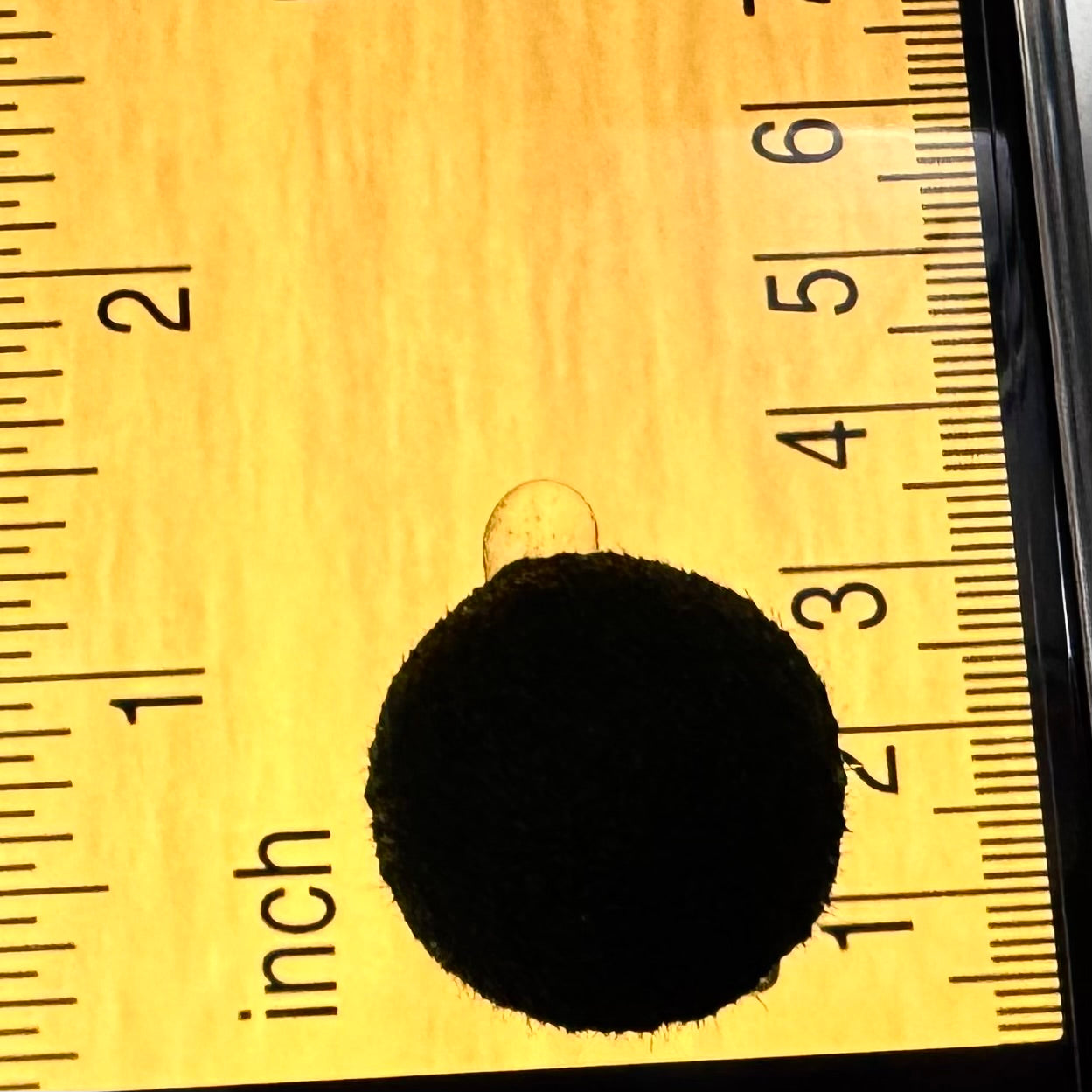 Collector Grade: Pre-order Large Marimo Moss Ball - Round and Grow Slow