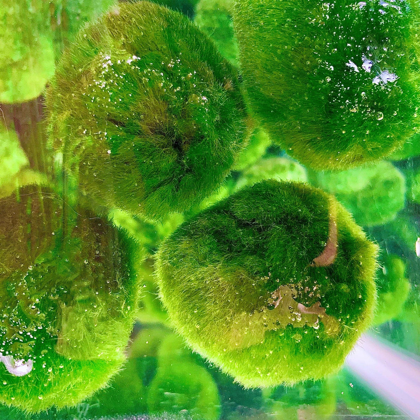 Marimo Moss Balls For Aquarium 3-4 Year 4-5cm Moss Balls: 5/10/20/50PCS Kokedama Japanese Algae Ball Wholesale