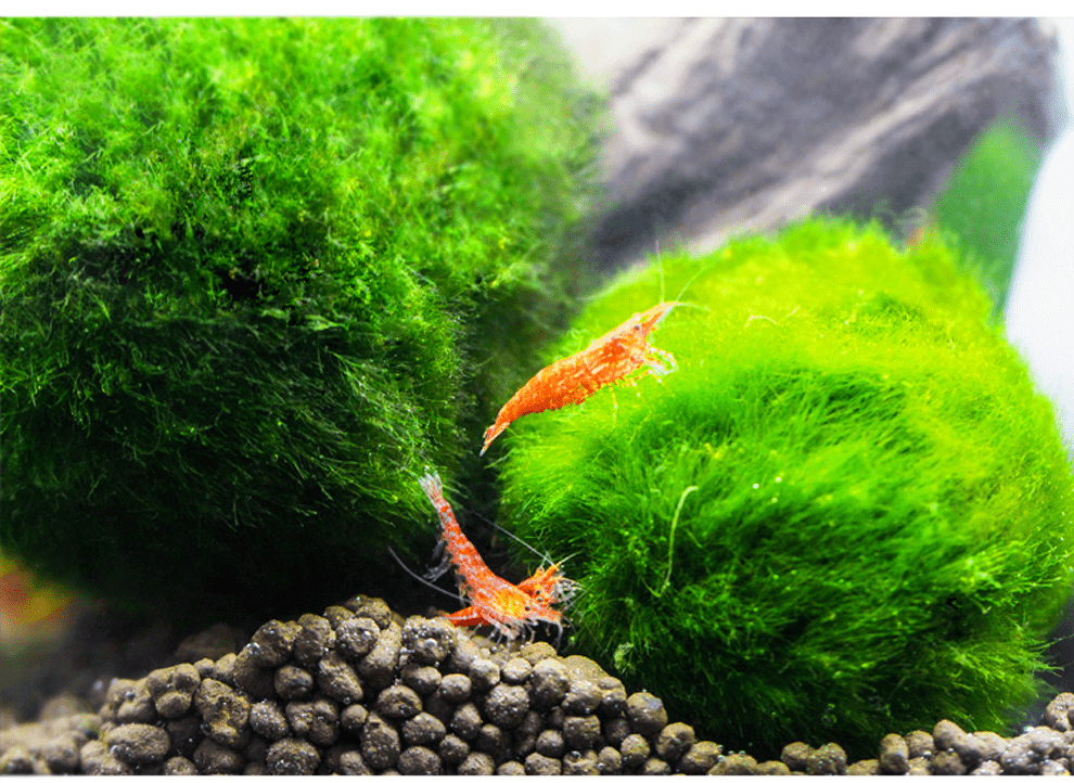 Live Marimo Moss Ball Aquarium 6PCS Set Kokedama Ball for 20 Gallon AqSpecification: 

1PC Giant &gt;5cm L
2PCS  1-2yrs 2-3cm S
3PCS 2-3 yrs 3-4cm M
The package came with a manual (important) on how to adapt to your aquarium with harmo