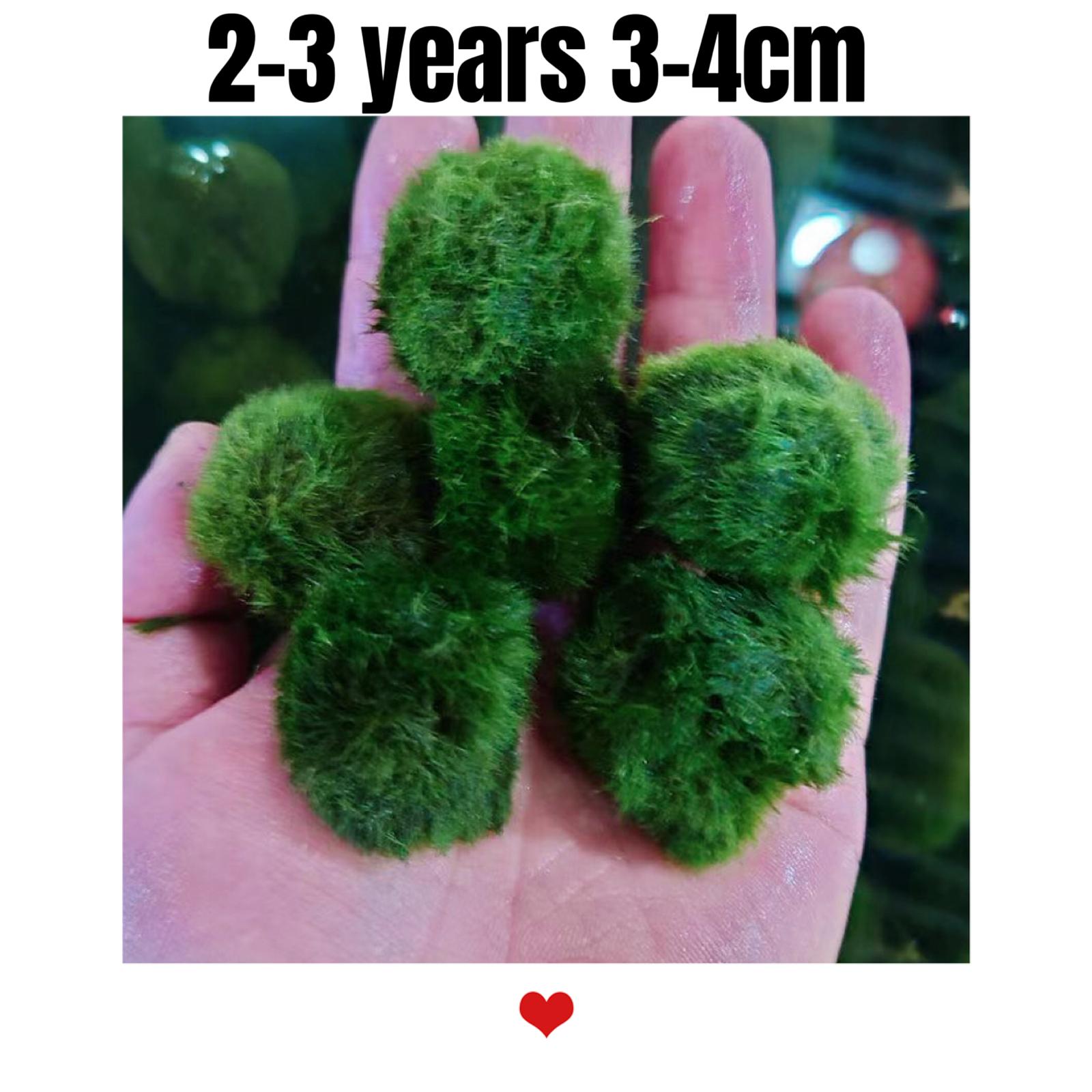 Marimo Moss Balls for Aquarium 3-4cm