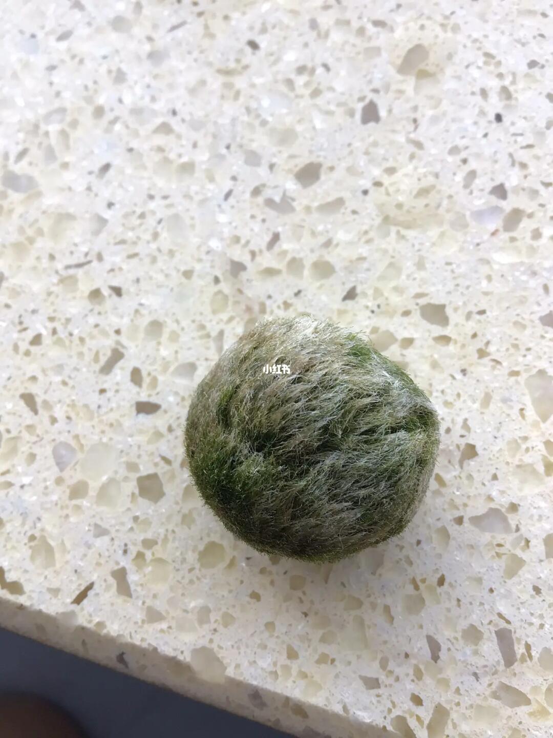 Medicine Care for Moss Balls