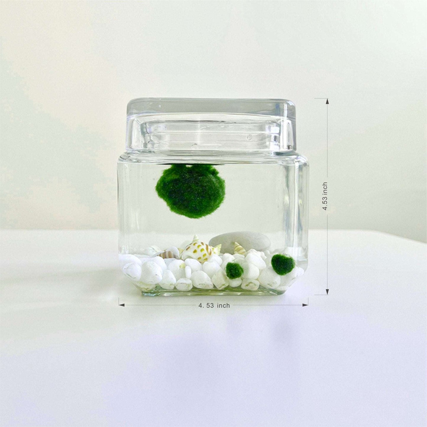 Marimo Moss Ball Aquarium Glass Terrarium Designer 4.5" Home Decor andSpecification:
4.53" Square Glass Terrarium * 1
3-4cm Marimo Live Moss Ball * 1
0.8-1cm Marimo Live Moss Ball * 2
White Pebbles Bag * 1
Name Card and wood stander * 
