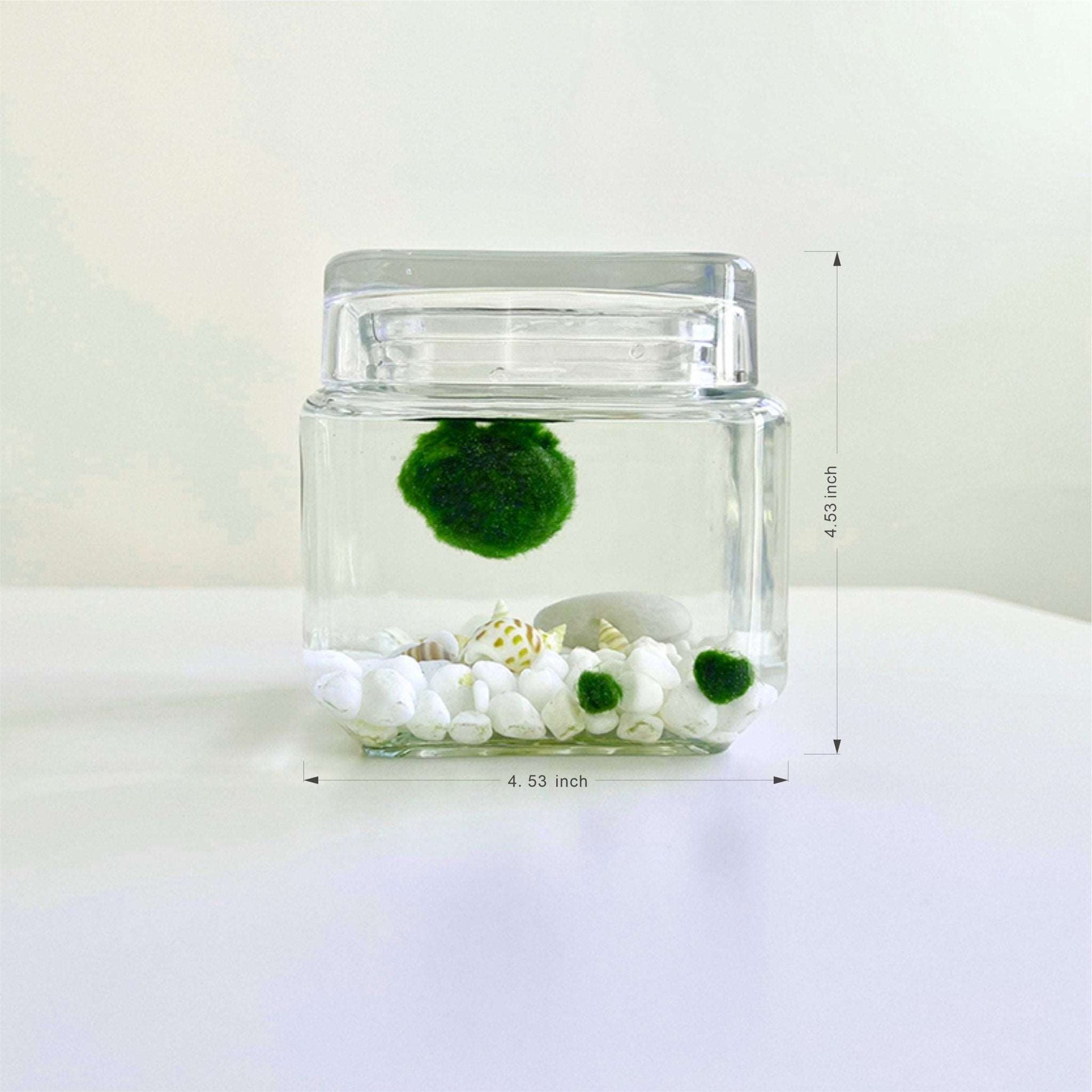 Marimo Moss Ball Aquarium Glass Terrarium Designer 4.5" Home Decor andSpecification:
4.53" Square Glass Terrarium * 1
3-4cm Marimo Live Moss Ball * 1
0.8-1cm Marimo Live Moss Ball * 2
White Pebbles Bag * 1
Name Card and wood stander * 