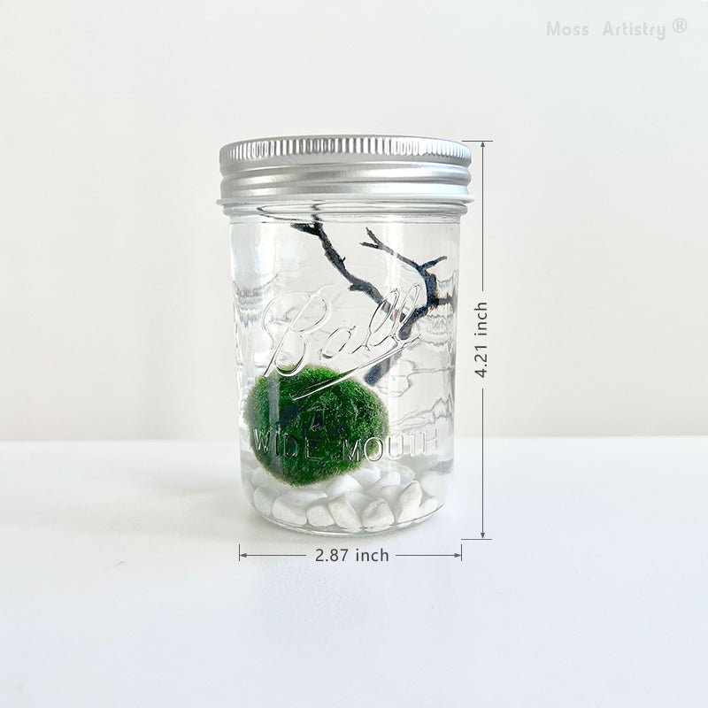Live Moss Ball Mini Aquarium Mason JarMason Jar Moss Ball Mini Aquarium White Pebbles Glass Bottle Glass Terrarium Home Decor and Office Decor
Specification:
Mason Jar * 1
Live Moss Ball * 1
White Pebble