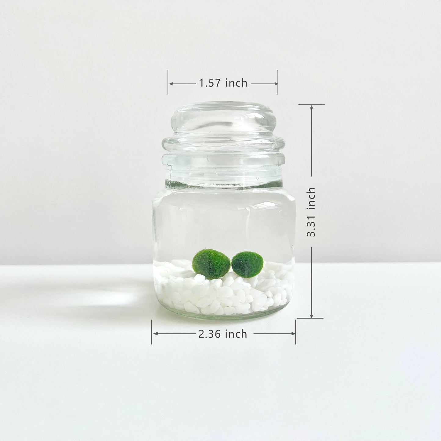 Moss Ball Kit – 2pcs 120ml Glass Jars with Lids, 1cm Live Marimo Moss Balls, Mushroom Bottle Set – Unique Terrarium Gift