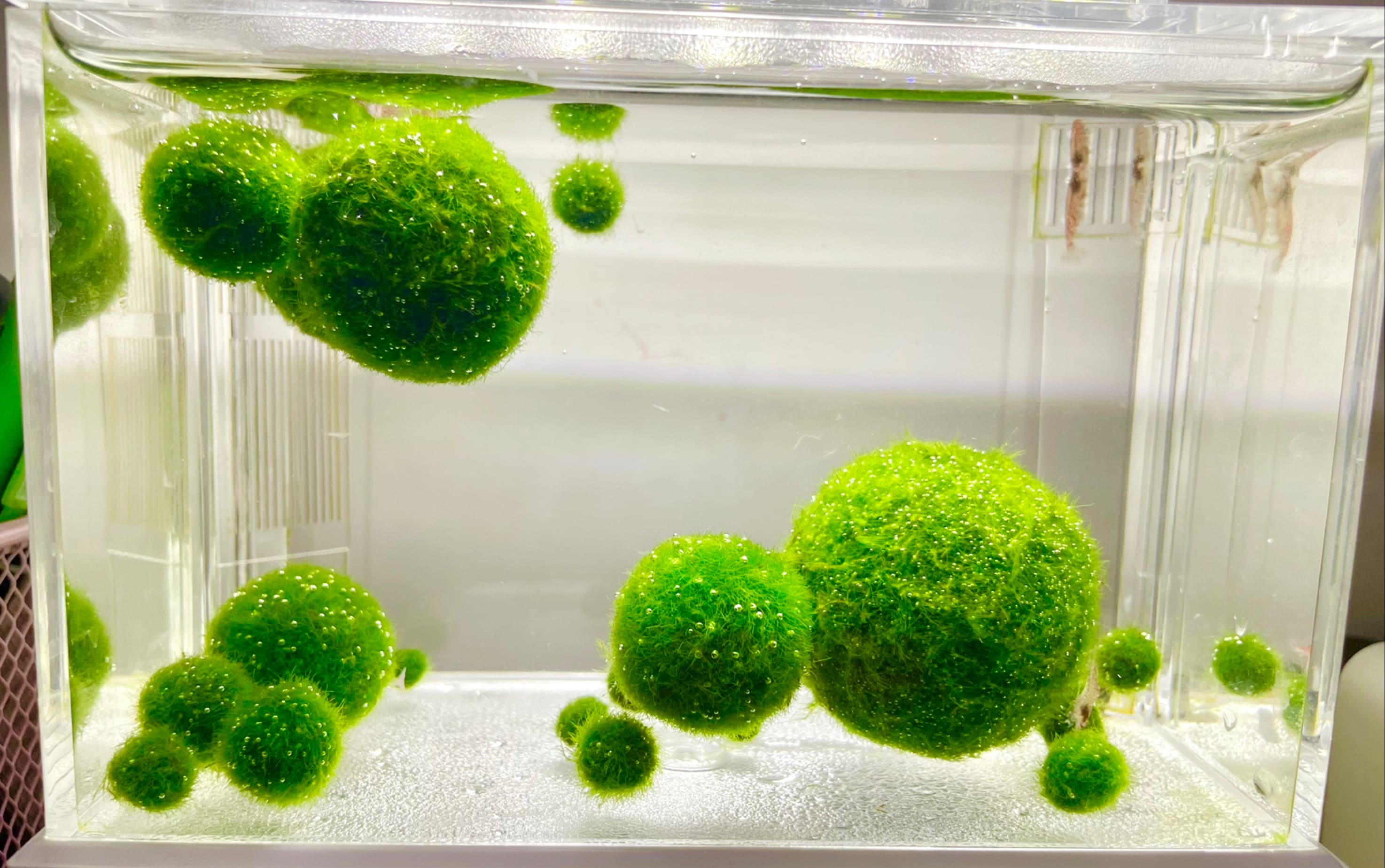 Live moss balls