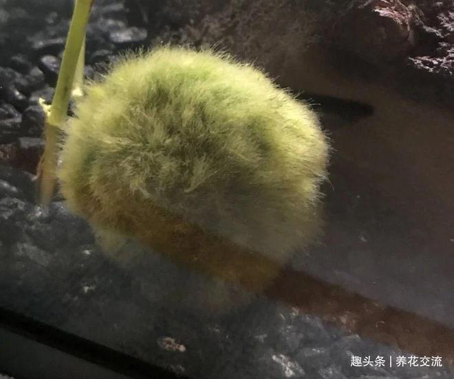 Medicine Care for Moss Balls