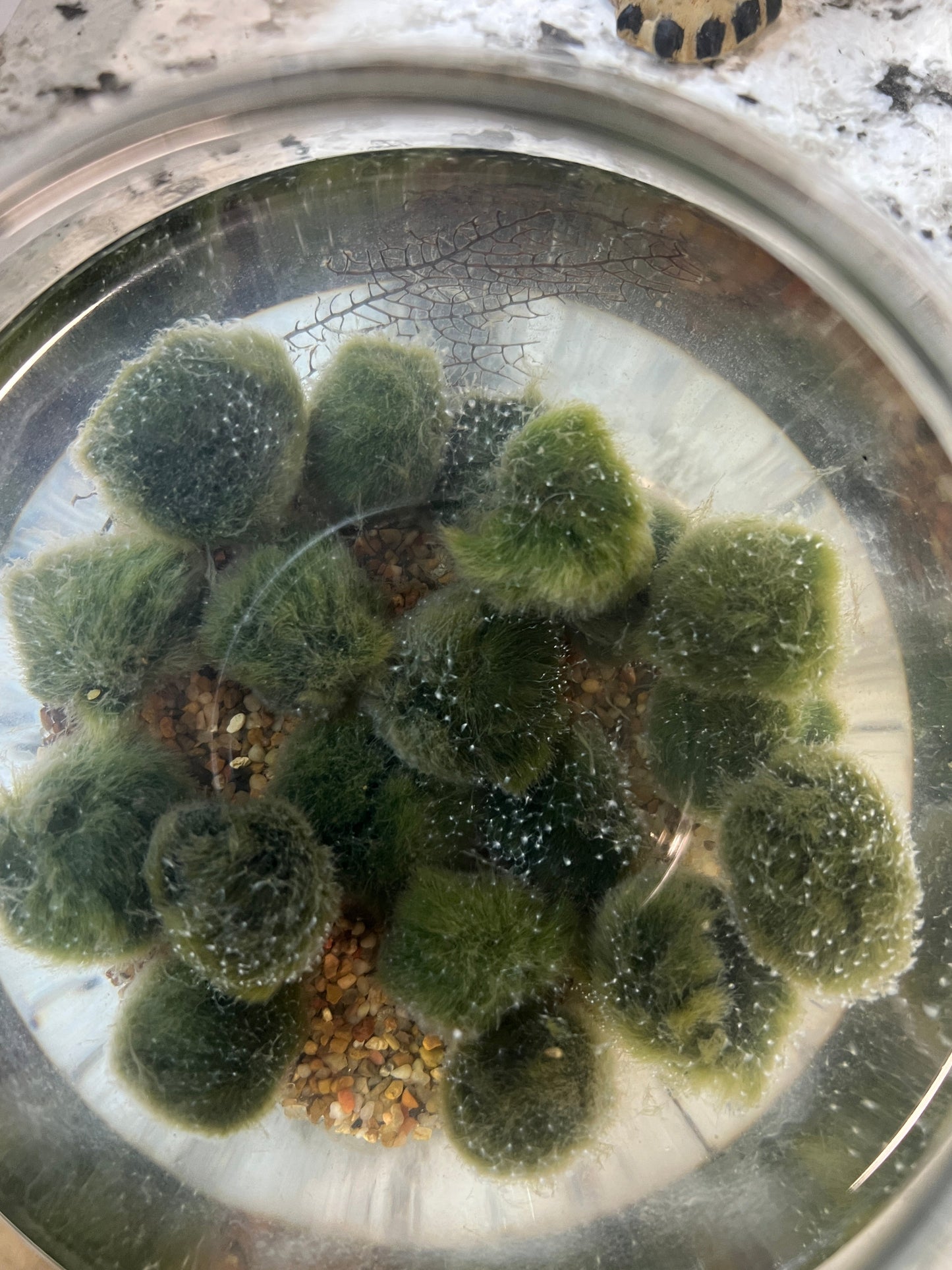 Medicine Care for Moss Balls