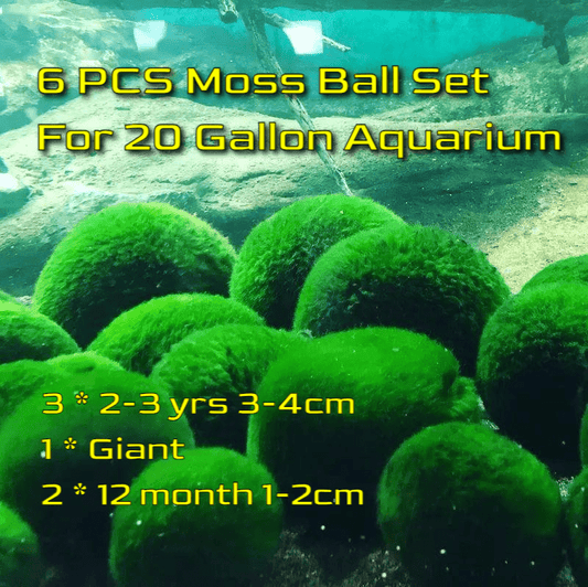 Live Marimo Moss Ball Aquarium 6PCS Set Kokedama Ball for 20 Gallon Aquarium