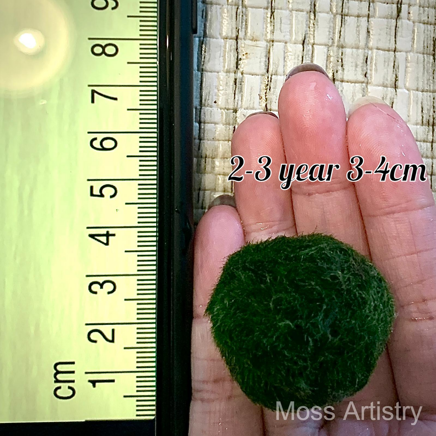 Wholesale 5PCS 2-3 Years 3-4cm LIVE Marimo Moss Ball Pet Bulk Sale - Japanese Algae Ball - Moss Artistry