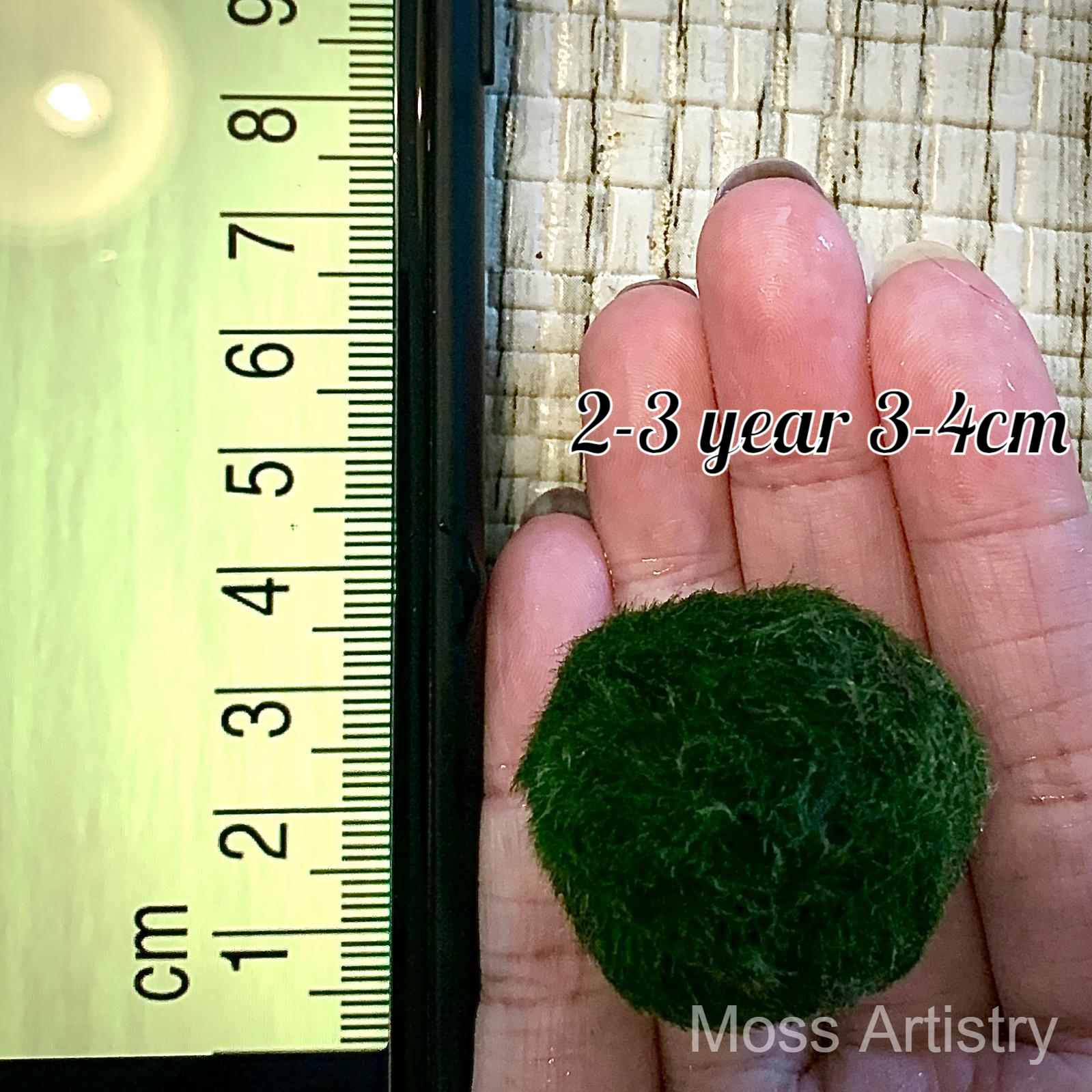 Wholesale 5PCS 2-3 Years 3-4cm LIVE Marimo Moss Ball Pet Bulk Sale - Japanese Algae Ball - Moss Artistry