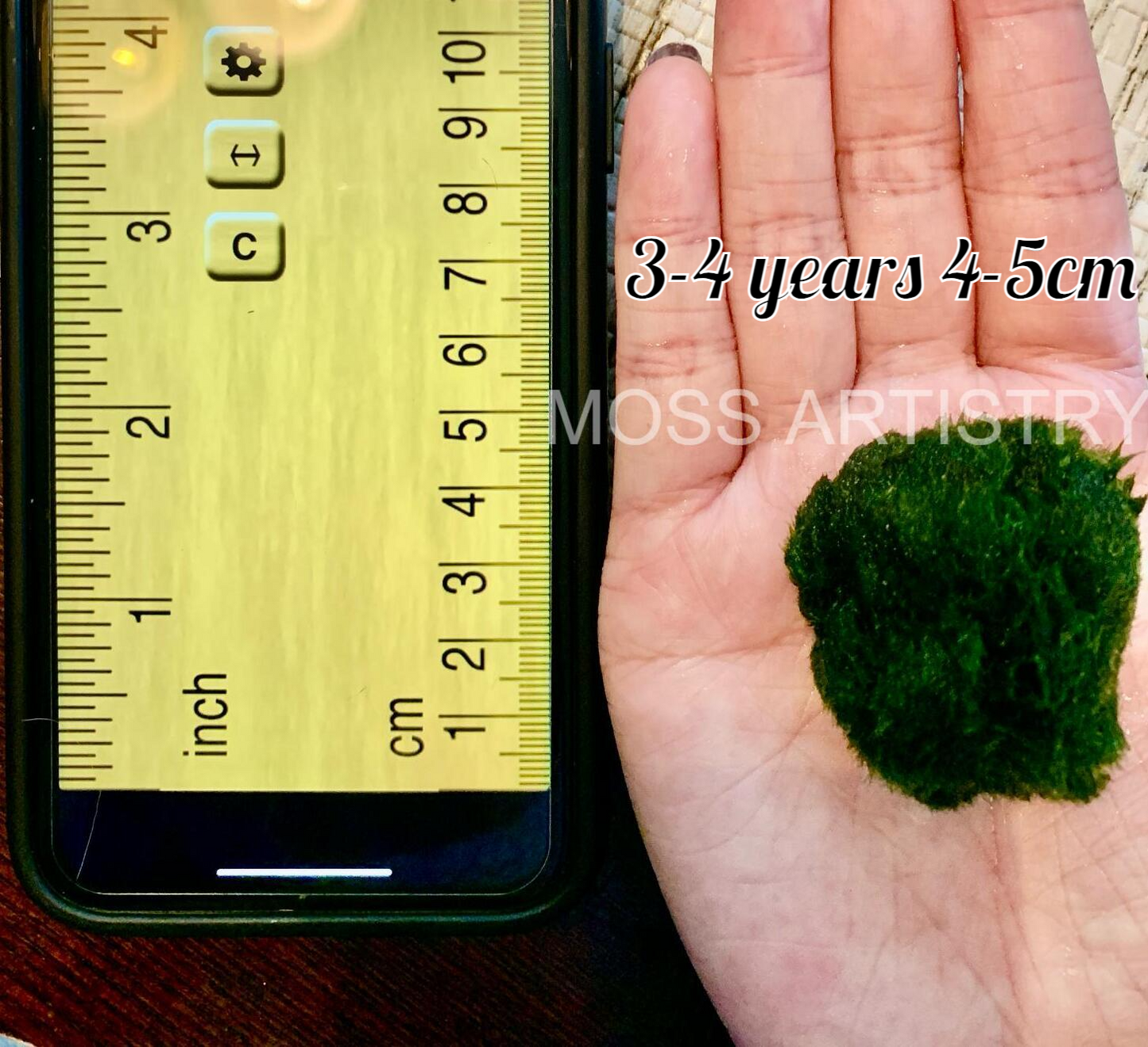 Wholesale 3PCS 3-4 Years 4-5cm LIVE Marimo Moss Ball Pet Bulk Sale - Japanese Algae Ball - Moss Artistry