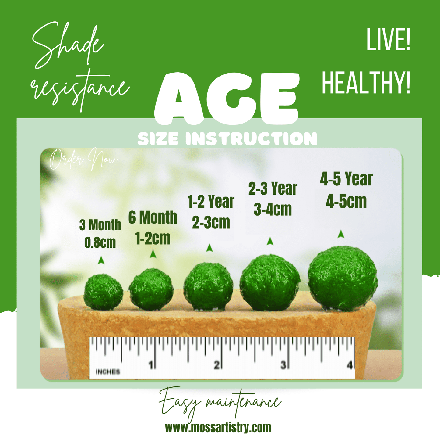 Giant Marimo Moss Ball Pet Rare 5-6 cm LIVE Kokedama Japanese Algae Ball Mossball