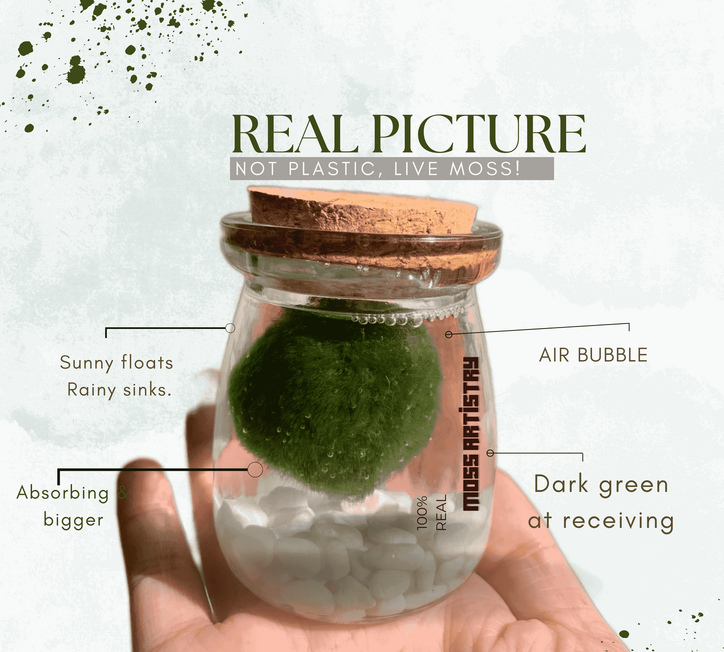 Large Marimo Moss Ball 1 pc 4-5cm LIVE Marimo Moss Ball Pet - JapaneseLive not Plastic
4-5 yrs 4-5cm LIVE Marimo Moss Ball Pet
~ 5cm
100% Real and Live Guaranteed - Moss Artistry
Moss Ball can survive in shadows, however, some sunshine