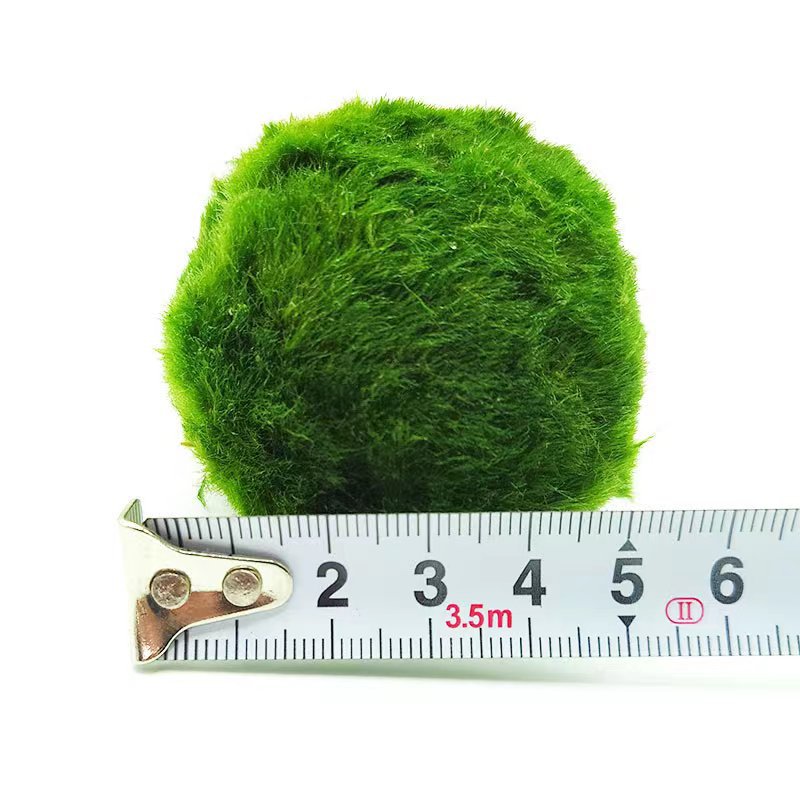Marimo Moss Balls For Aquarium 3-4 Year 4-5cm Moss Balls: 5/10/20/50PCS Kokedama Japanese Algae Ball Wholesale - Moss Artistry