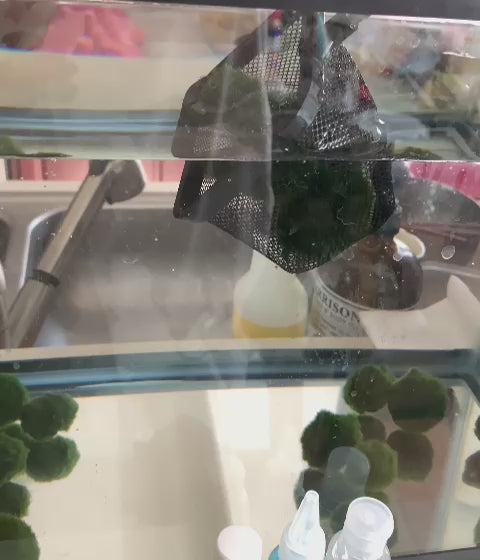 まりも１ マリモのチビデカセット | 杜若園芸WEBショップ｜水草の生産販売【通販