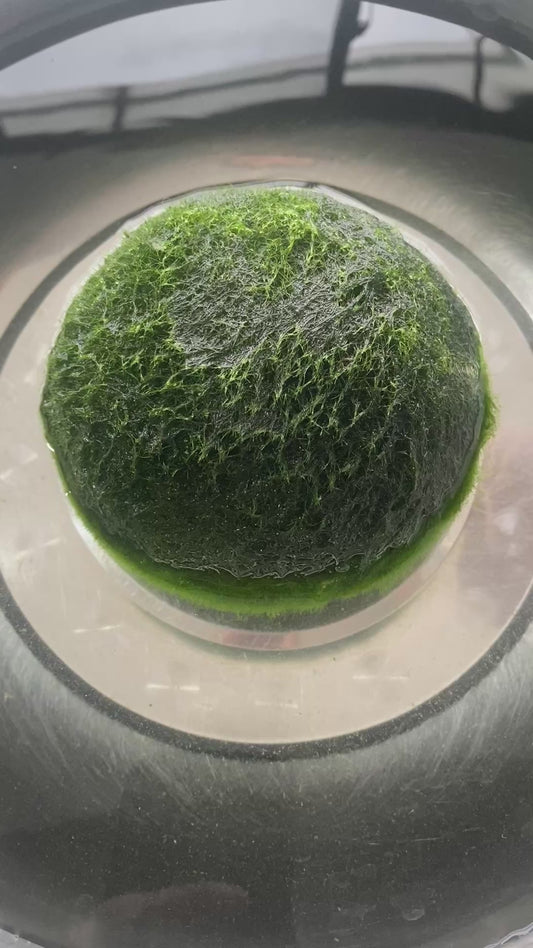 Collector Grade: Large Marimo Moss Balls X Customization