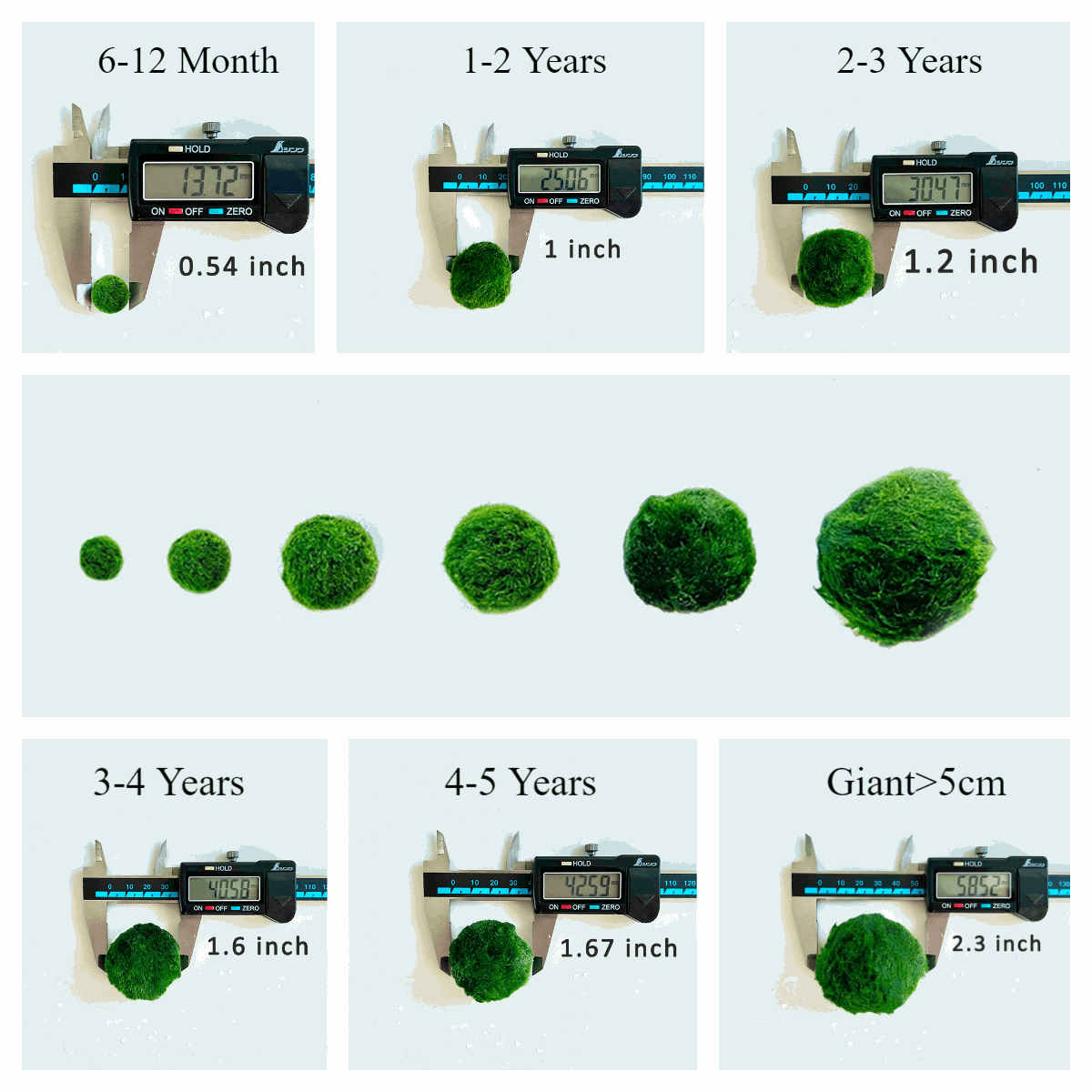Moss ArtistryMarimo Moss Balls