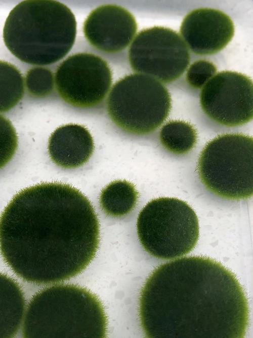 Large Marimo Moss Balls X Customization