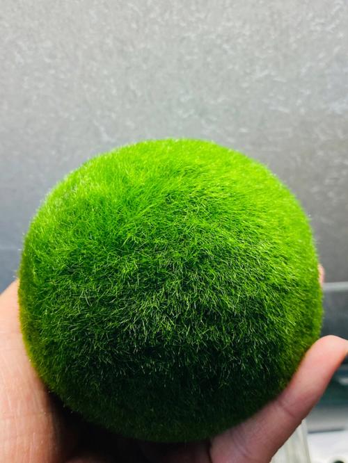 Collector Grade: Large Marimo Moss Balls X Customization